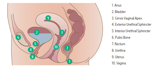 Pelvic Organ Prolapse FAQ